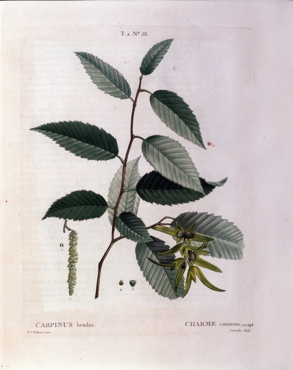 Botanica: Ramo di carpino. Tavola tratta da “Nouveau Duhamel du Monceau o Trattato degli Alberi e Arbusti Coltivati in Francia” Acquerello di Pierre Joseph Redoute (1759-1840) 1819 da Pierre Joseph (after) Redoute