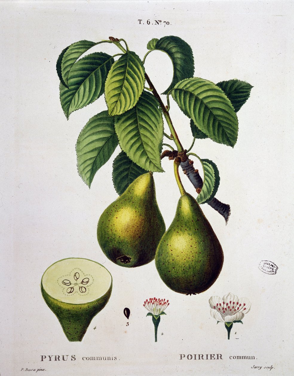 Poirier - in "Nouveau Duhamel du Monceau ou traité des arbres et arbusti che la cultura in Francia", figure secondo i disegni di P.J. Redoute e P. Bessa, Parigi da Pierre Joseph (after) Redoute