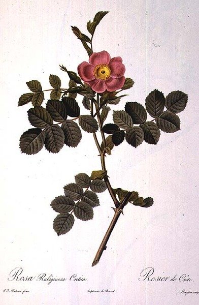 Rosa Rubiginosa Cretica, incisa da Langlois, da 