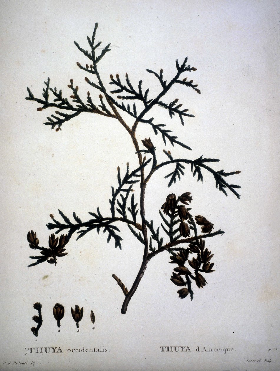 Thuya occidentalis o Thuya d
