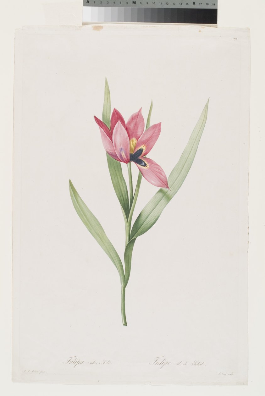 Tulipano Occhio di Sole da Pierre Joseph (after) Redoute