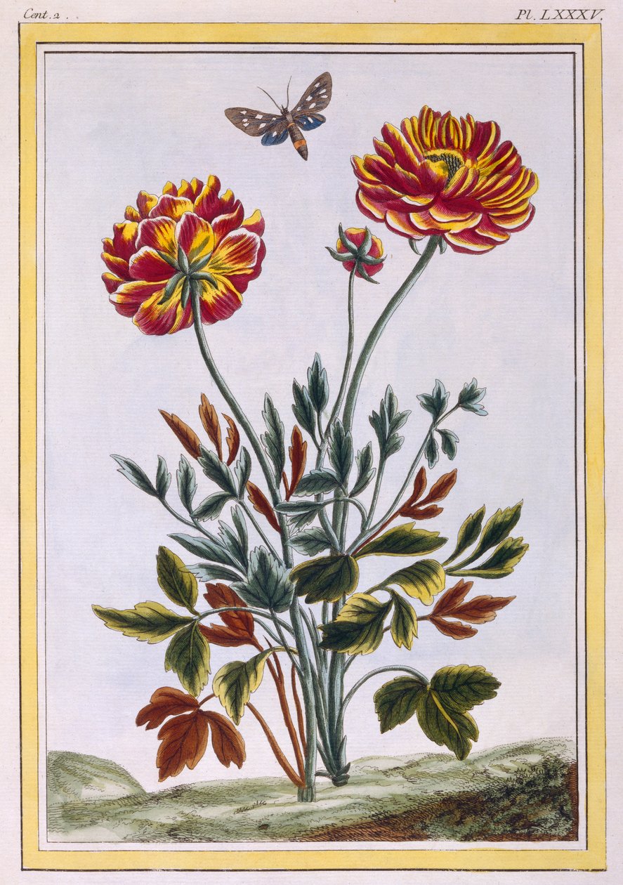Una varietà di papavero giallo a doppio fiore, c.1776 da Pierre Joseph Buchoz