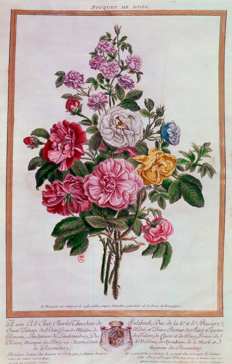 Bouquet di rose Litografia di Pierre Joseph Buchoz (1731-1807) XVIII secolo Parigi, B.N. da Pierre Joseph Buchoz
