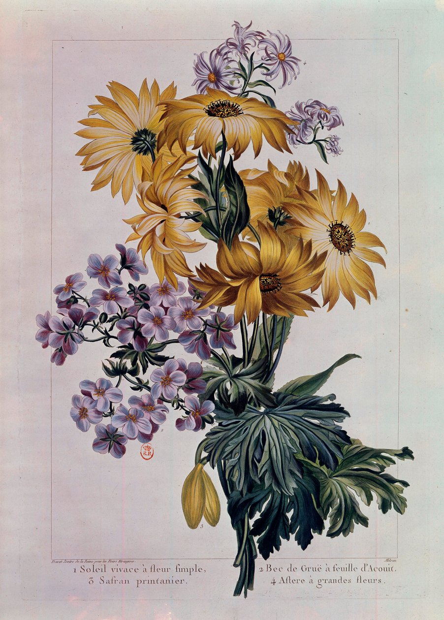 Bouquet di girasoli e altri fiori. Girasole perenne con fiore singolo, becco di gru con foglia di acanto e astro con grandi fiori. Litografia di Pierre Joseph (1731-1807) XVIII secolo da Pierre Joseph Buchoz
