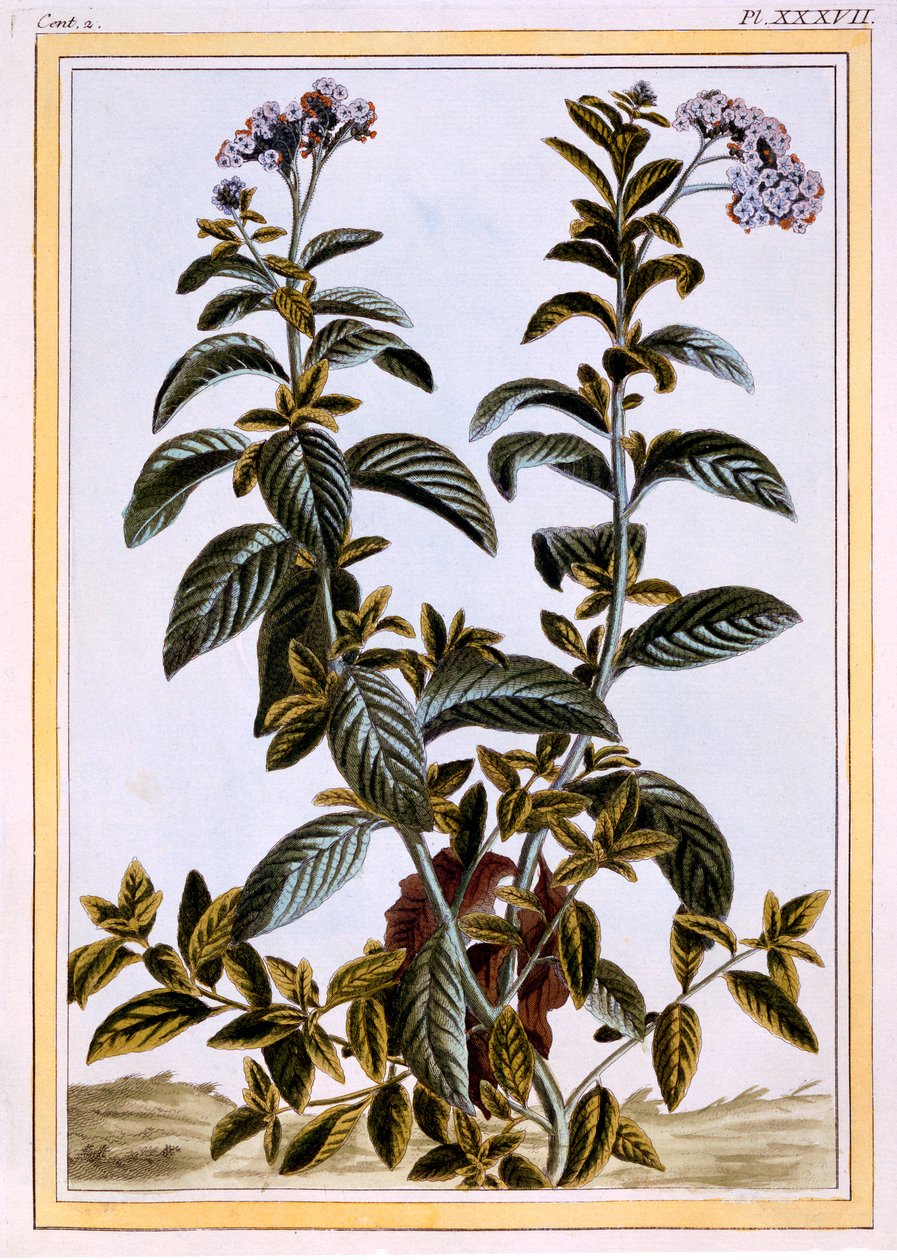 Eliotropio o ciliegia, c.1766 da Pierre Joseph Buchoz