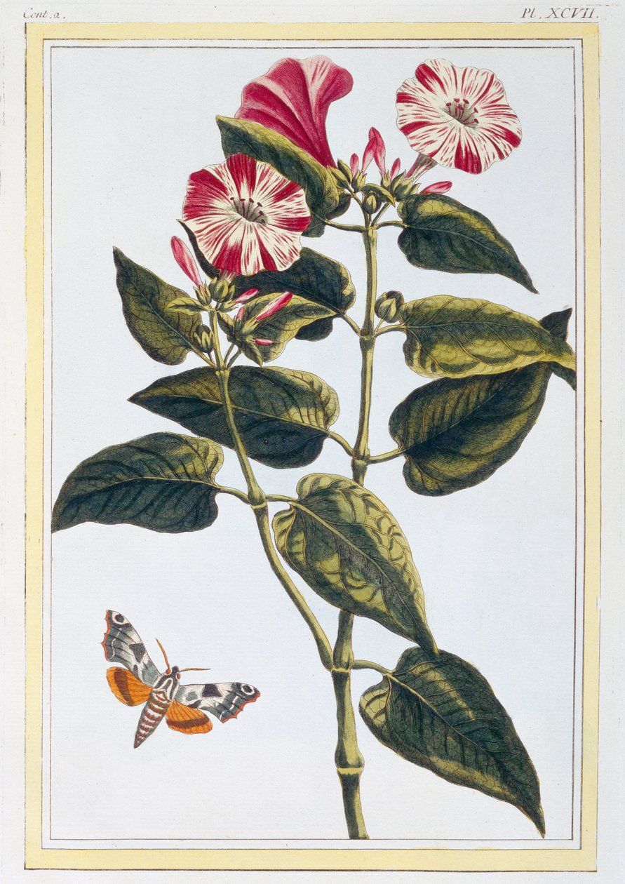 La Belle de Nuit Morning Glory, pub. 1776 da Pierre Joseph Buchoz