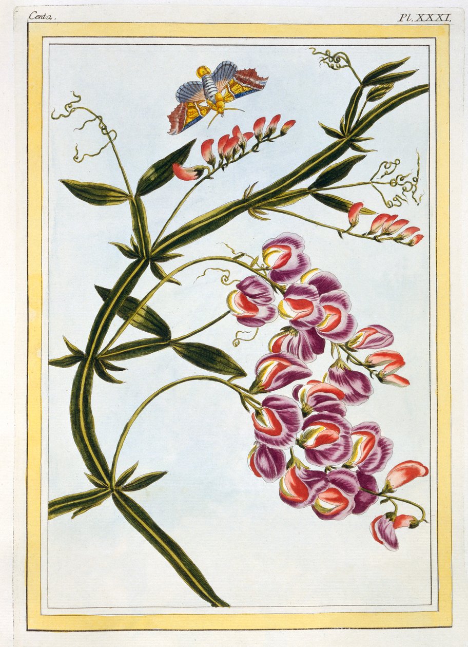 Le Grand Lathyre Everlasting Sweet Pea, pub. 1776 da Pierre Joseph Buchoz