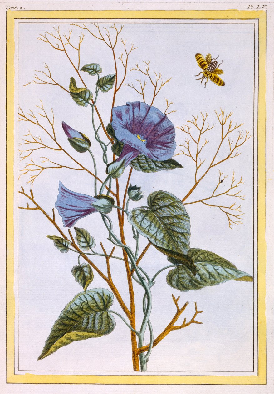 Il Grande Convolvolo Viola da Pierre Joseph Buchoz