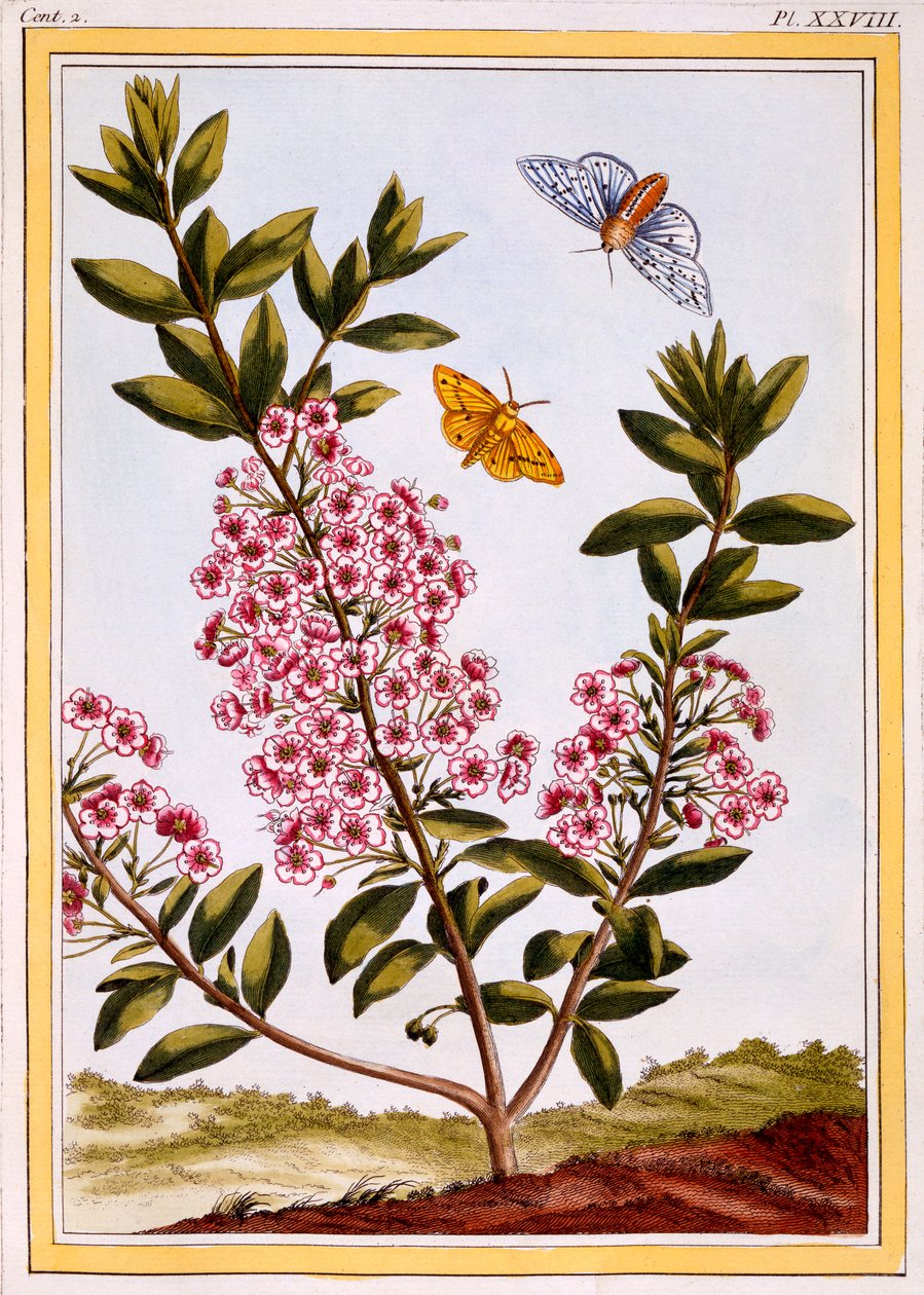 Alloro delle pecore Kalmia augustifolia, pub. 1776 da Pierre Joseph Buchoz