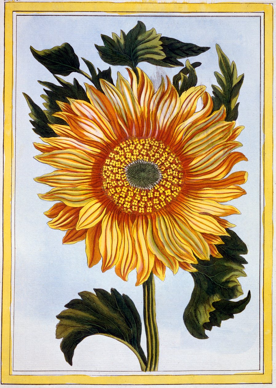 Girasole da Pierre-Joseph Buchoz