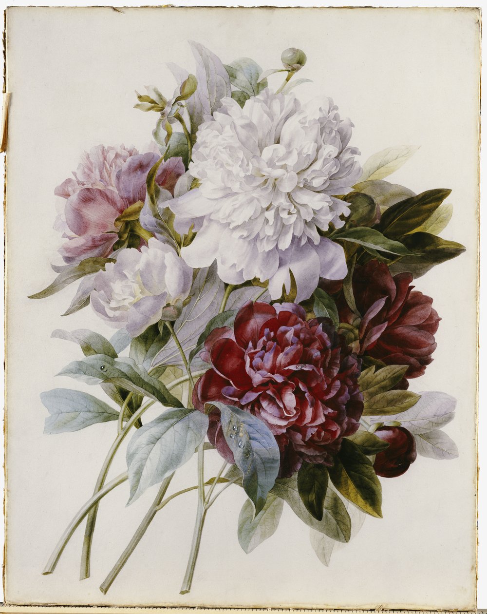 Un bouquet di peonie rosse, rosa e bianche da Pierre Joseph Redouté