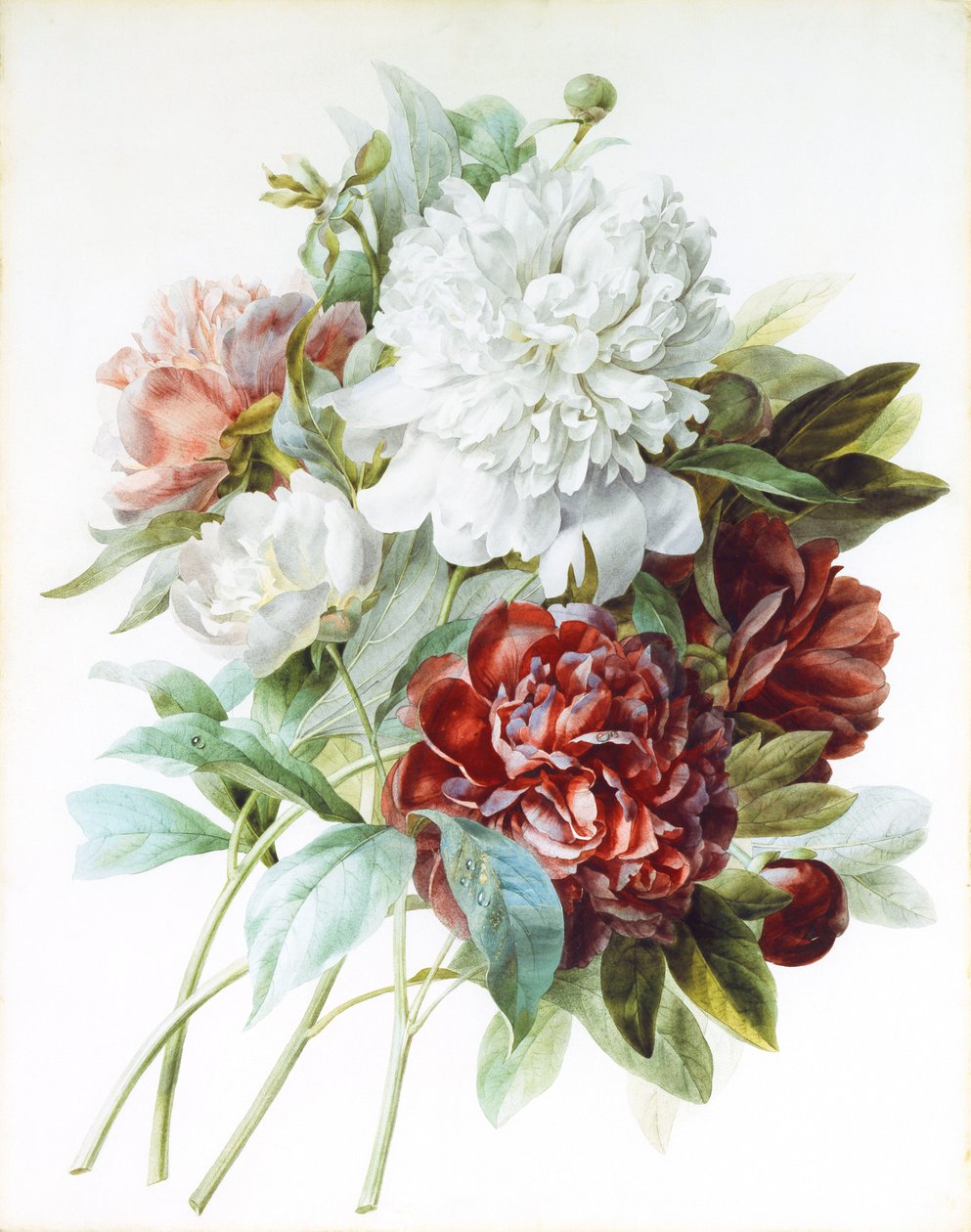Un bouquet di peonie rosse, rosa e bianche da Pierre Joseph Redouté