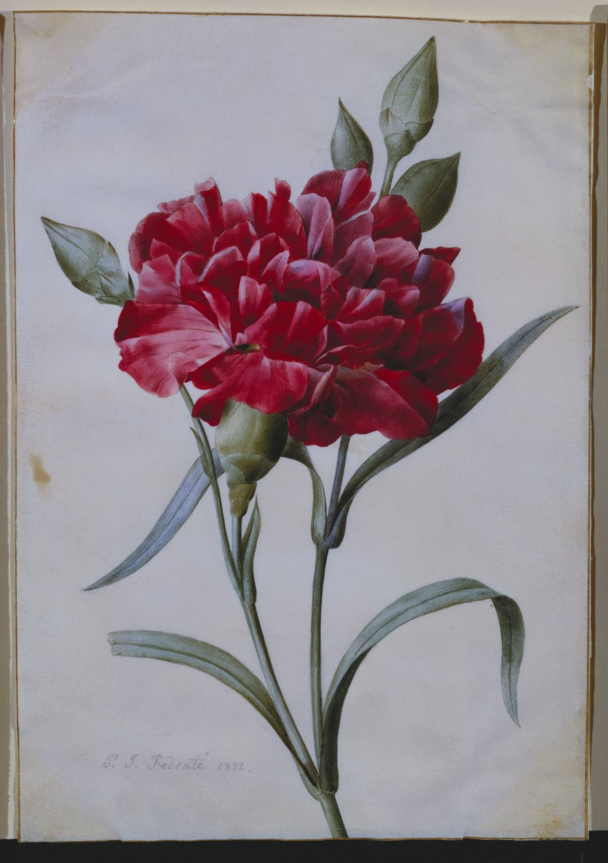 Un garofano rosso scuro, 1822 da Pierre Joseph Redouté