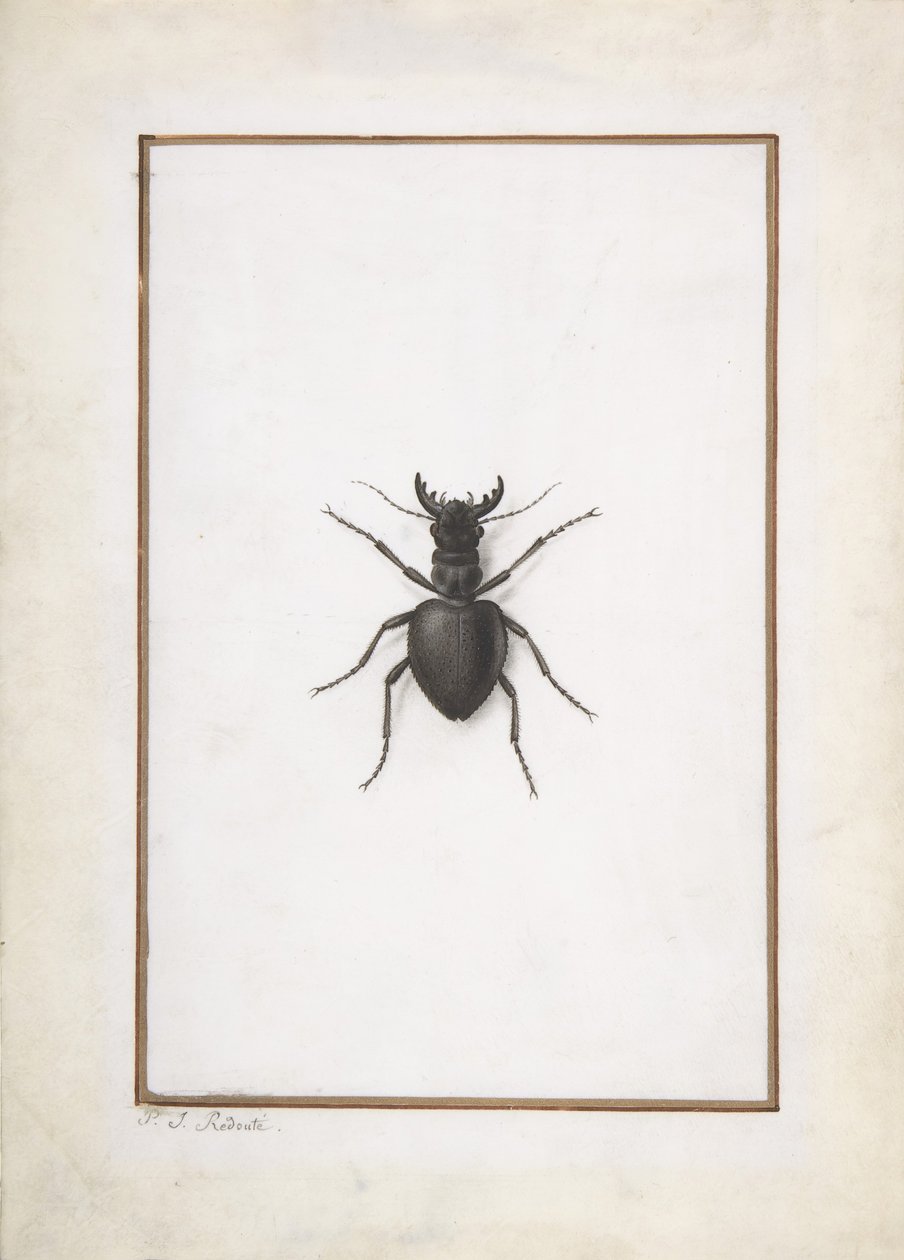 Un cervo volante da Pierre Joseph Redouté