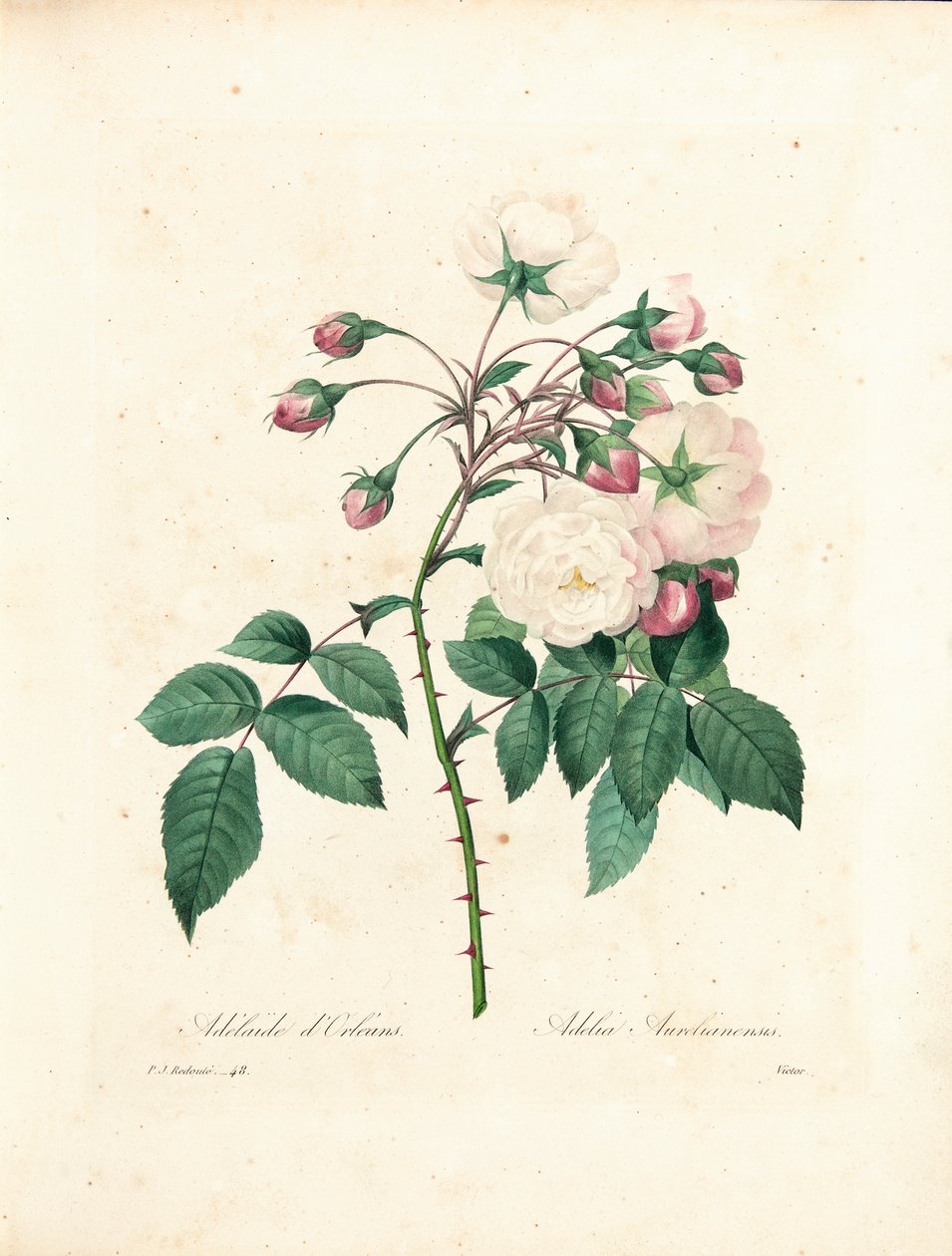 Rosa Adelaide d