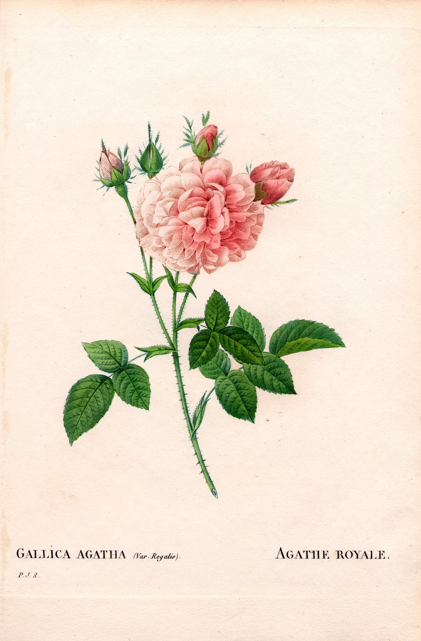 Rosa Agathe Royale, Rosa gallica varietà. Incisione a puntasecca colorata a mano da 