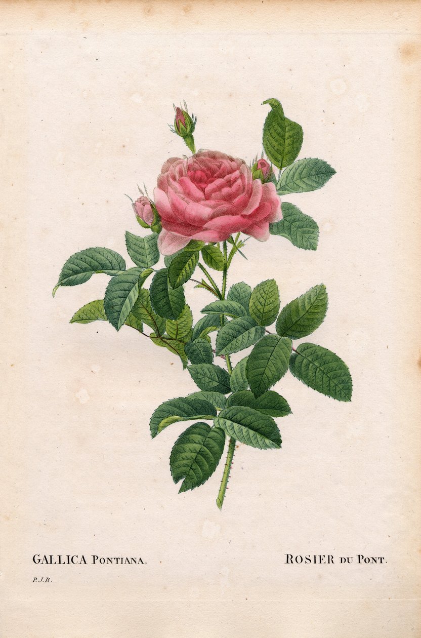 Rosa di André Du Pont, varietà Rosa gallica. Incisione a puntasecca colorata a mano da “Les Roses” di Pierre Joseph Redoute, Parigi da Pierre Joseph Redouté
