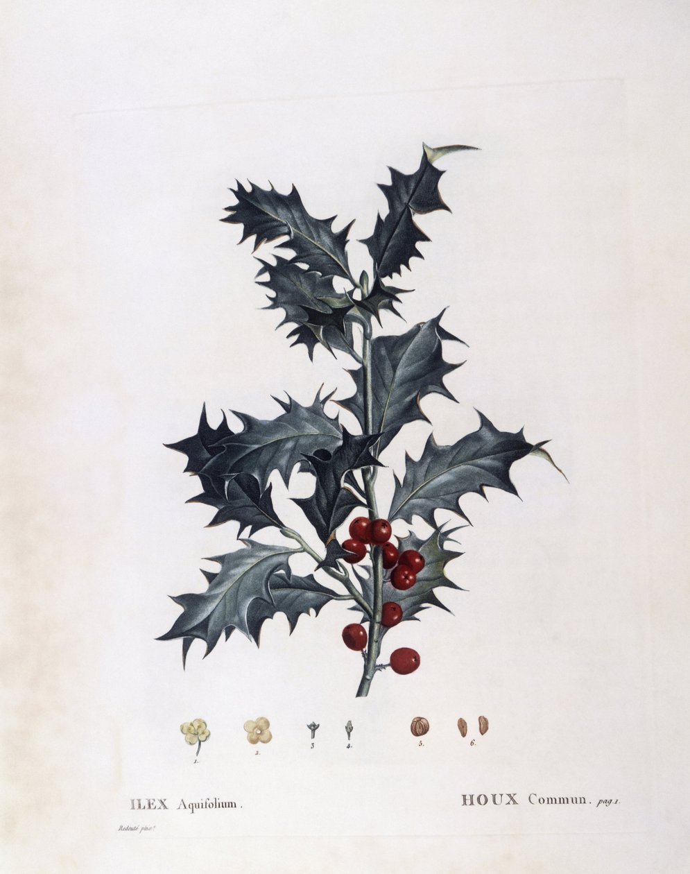 Aquifoliaceae - agrifoglio europeo (Ilex aquifolium). (tavola botanica) da Pierre Joseph Redouté