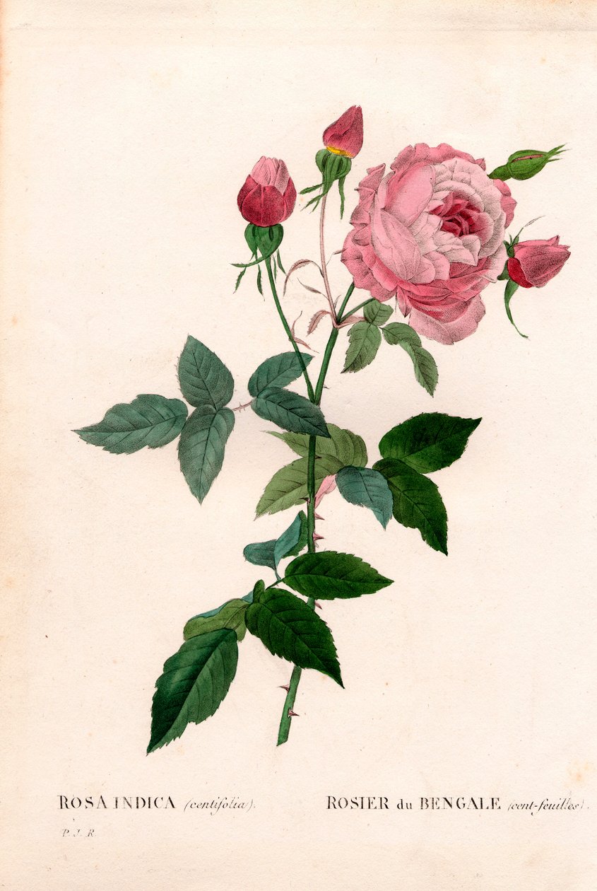Rosa del Bengala a cento petali da Pierre Joseph Redouté