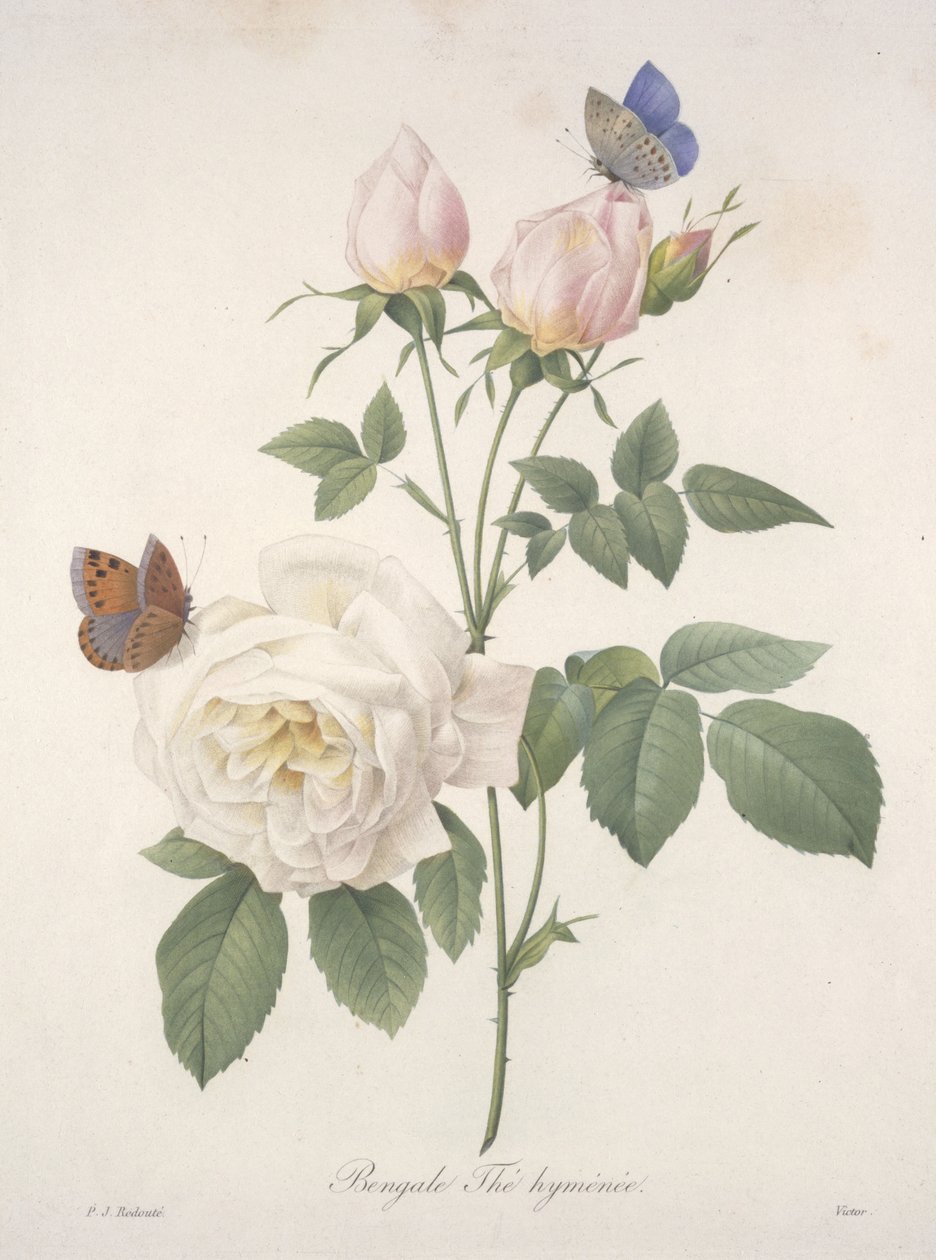 Bengale Thé hyménée, da Choix Des Plus Belle Fleurs et des Plus Beaux Fruits, 1827 (incisione a puntasecca colorata a mano) da Pierre-Joseph Redouté