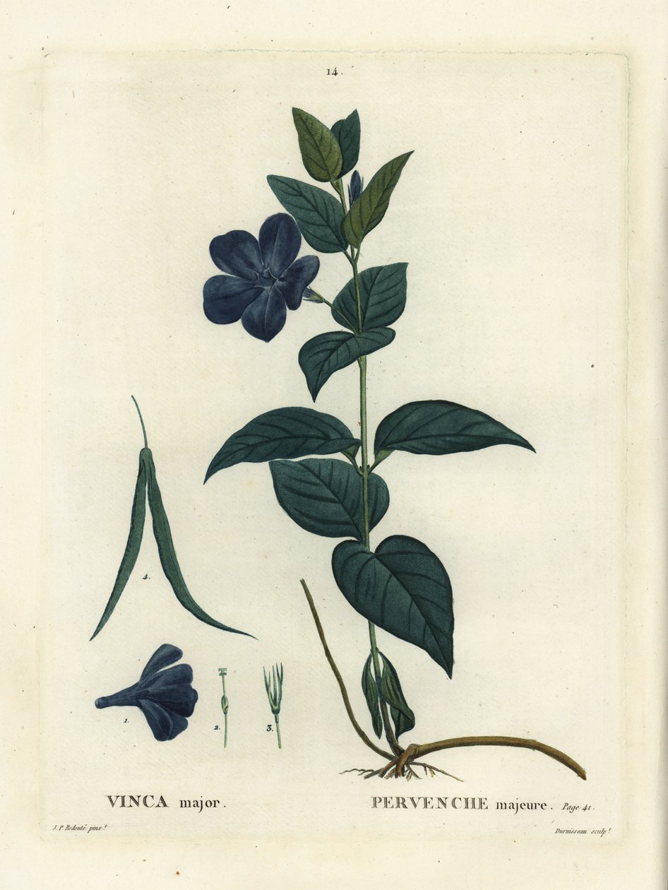 Pervinca maggiore, Vinca major da Pierre Joseph Redouté