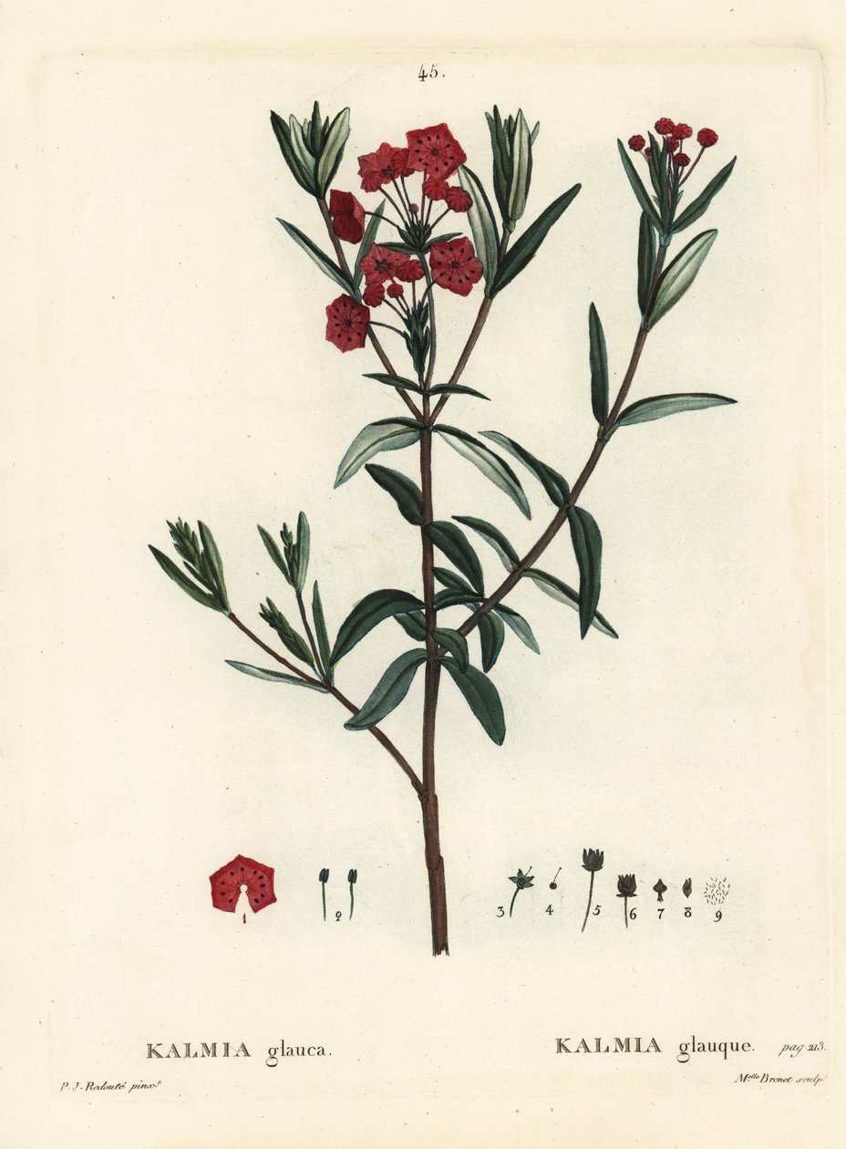 Alloro di palude, Kalmia polifolia. Incisione a puntasecca colorata a mano da Miss Brenet da un