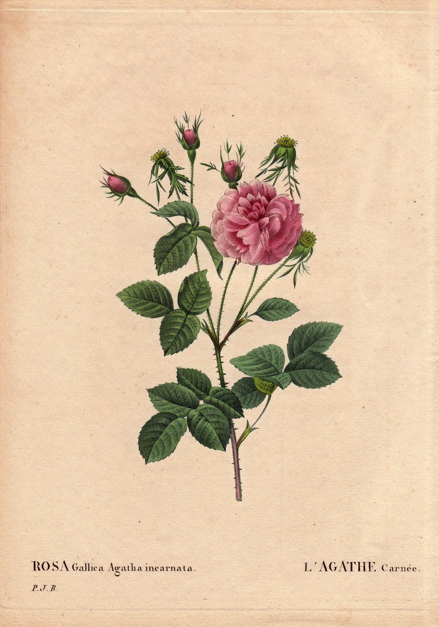 Tavola botanica, fiore, rosa varietà: Agathe carnee (Rosa gallica agatha incarnata). Origine sconosciuta, specie ibrida di Rosa Gallica Damascena. In Les Roses, Volume 2 di Pierre Joseph Redoute da Pierre Joseph Redouté