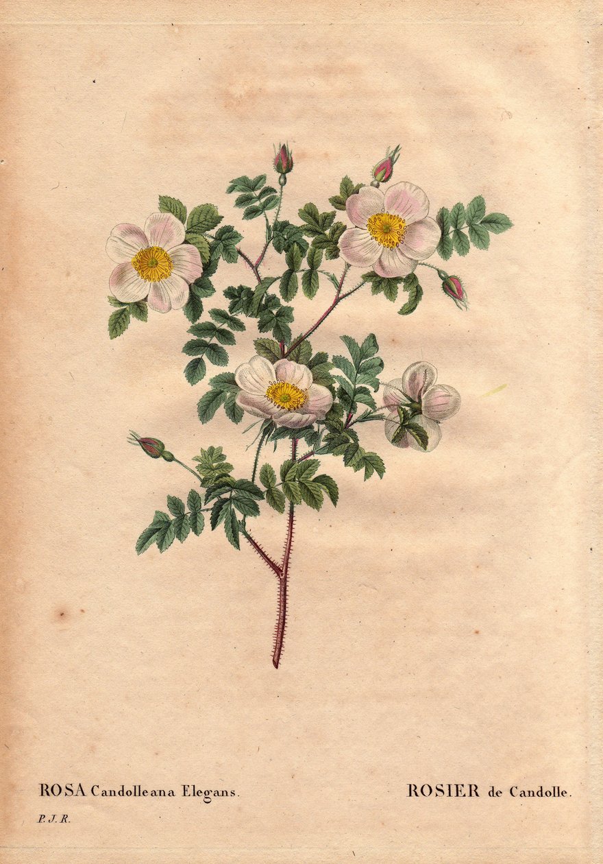 Rosa candolleana elegans. In 