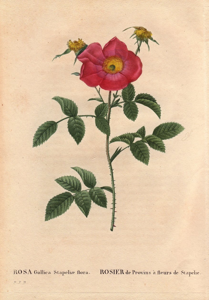 Tavola botanica, fiore, varietà di rosa: Rosa Gallica Stapeliae flora. In Les Roses, Volume 2 di Pierre Joseph Redouté da Pierre Joseph Redouté
