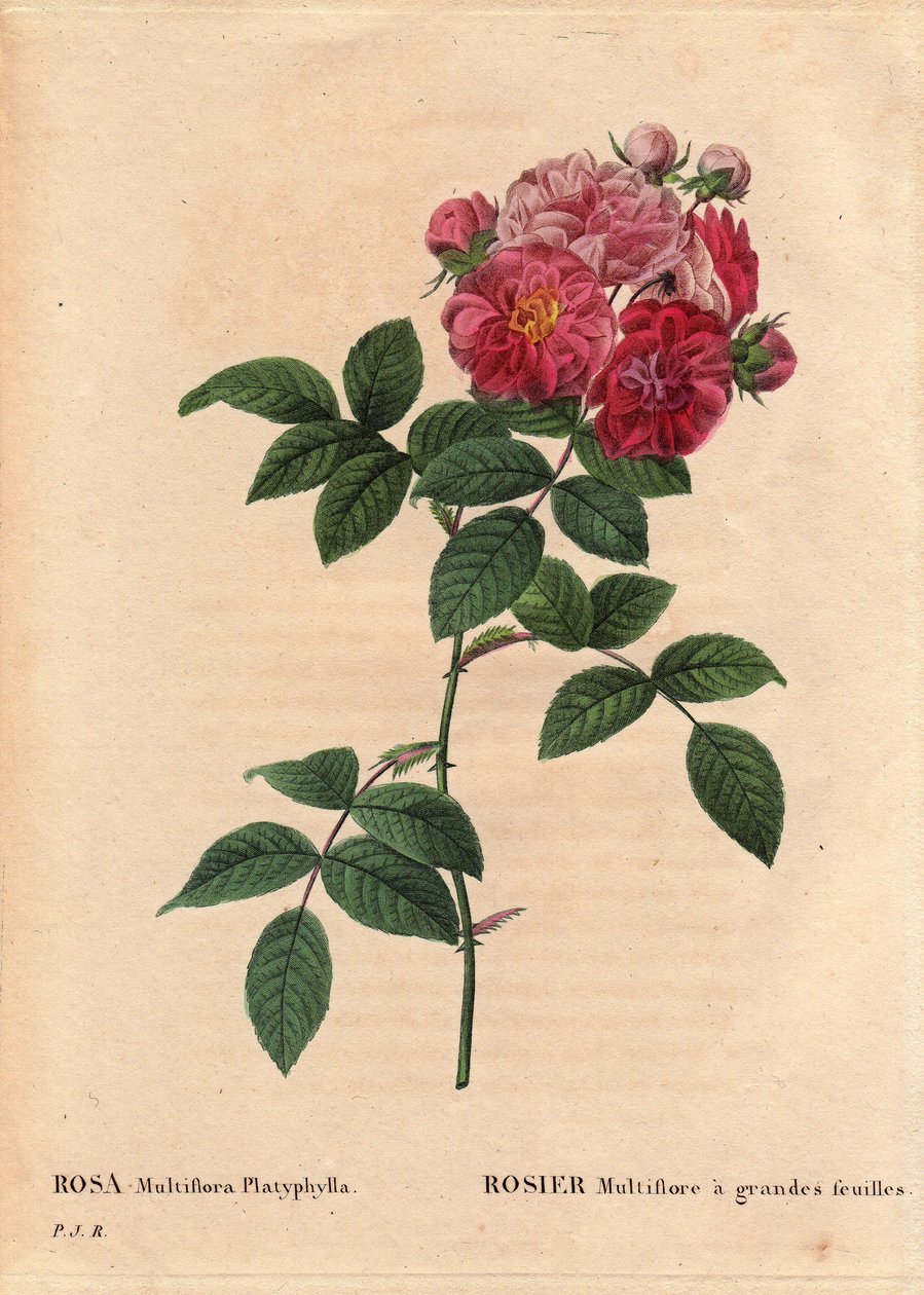 Tavola botanica, Fiore, Varietà di Rosa: Rosa multiflora con grandi foglie (Rosa multiflora platyphylla) coltivata da un seme introdotto in Bretagna prima del 1817. In “Les Roses”, Volume 2 di Pierre Joseph Redoute (1759-1840) da Pierre-Joseph Redouté