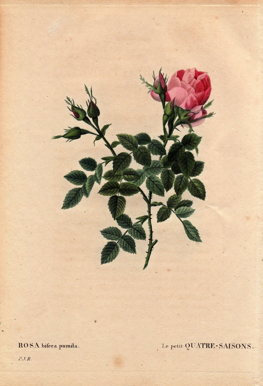 Rosa bifera pumila, coltivata da Monsieur Noel, Parigi, Francia, prima del 1824. In 