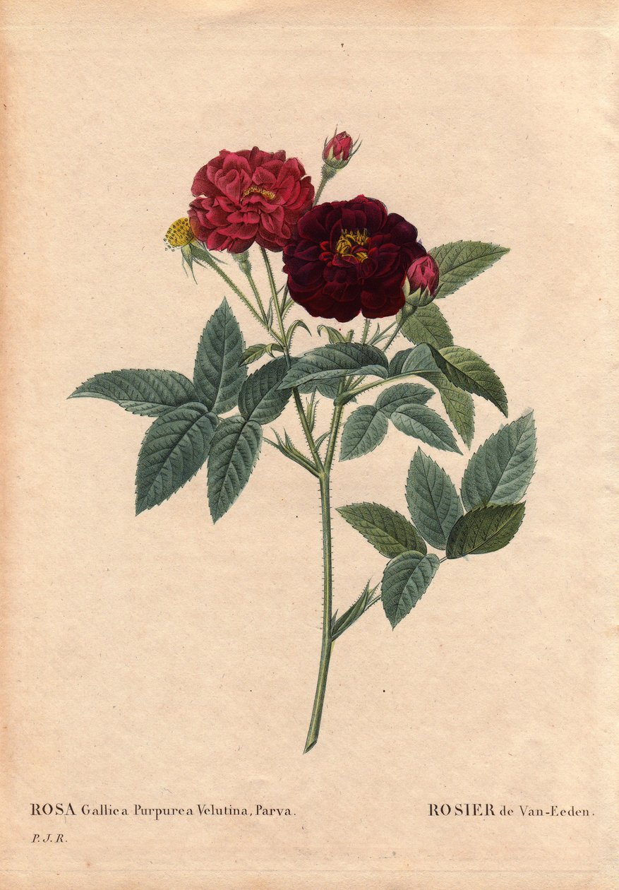Rosa Gallica Purpurea Velutina Parva. Coltivata nei Paesi Bassi da Van Eeden prima del 1810. In 