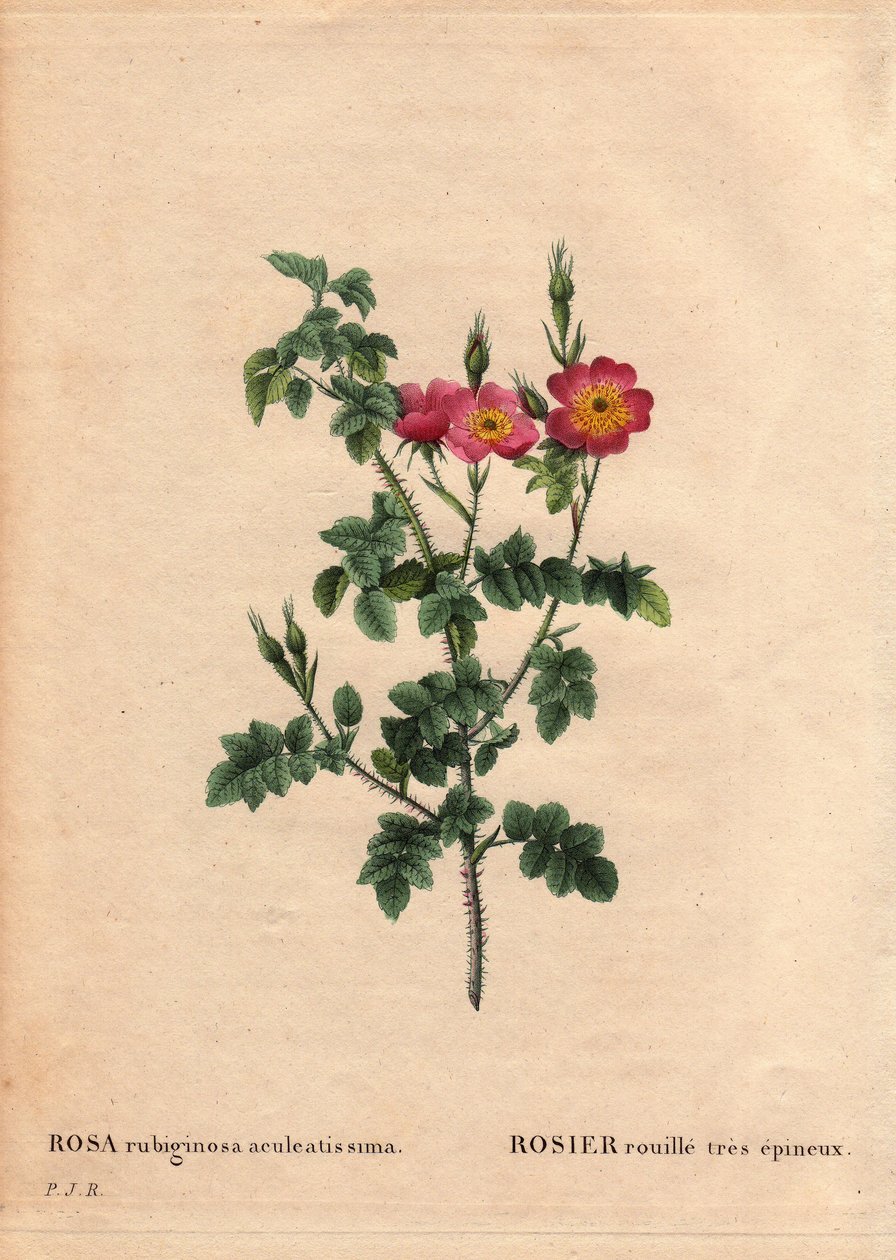 Tavola botanica, Fiore, Varietà di Rosa: Rosa ruggine molto spinosa (Rosa rubiginosa aculeatissima). Ottenuta da semi e allevata da Du Pont intorno al 1810. In 