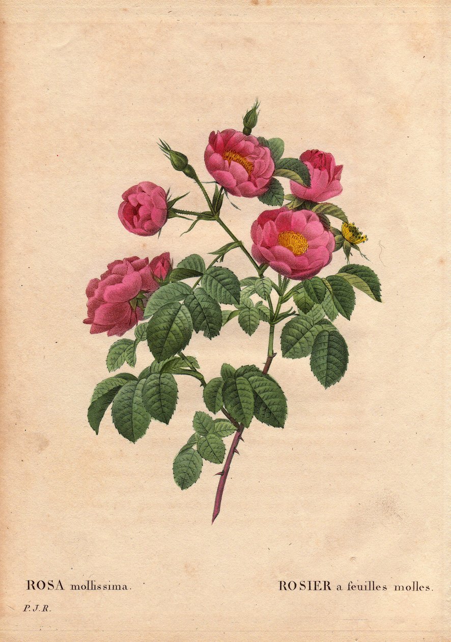 Rosa a foglie morbide da Pierre Joseph Redouté