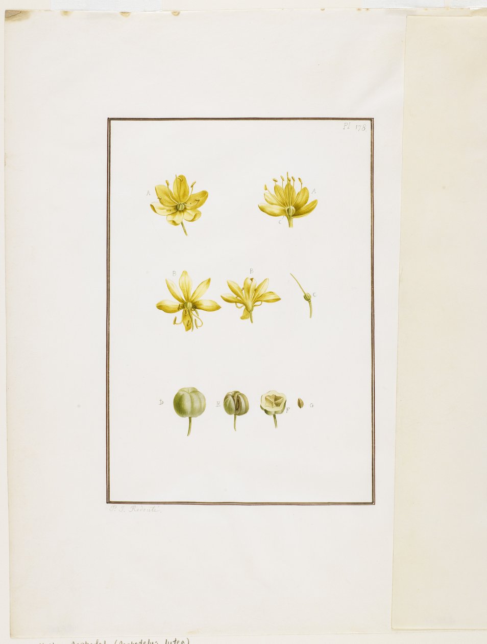 Dissezione botanica: Asfodelo giallo (Asphodelus lutea), c.1778-90 da Pierre Joseph Redouté