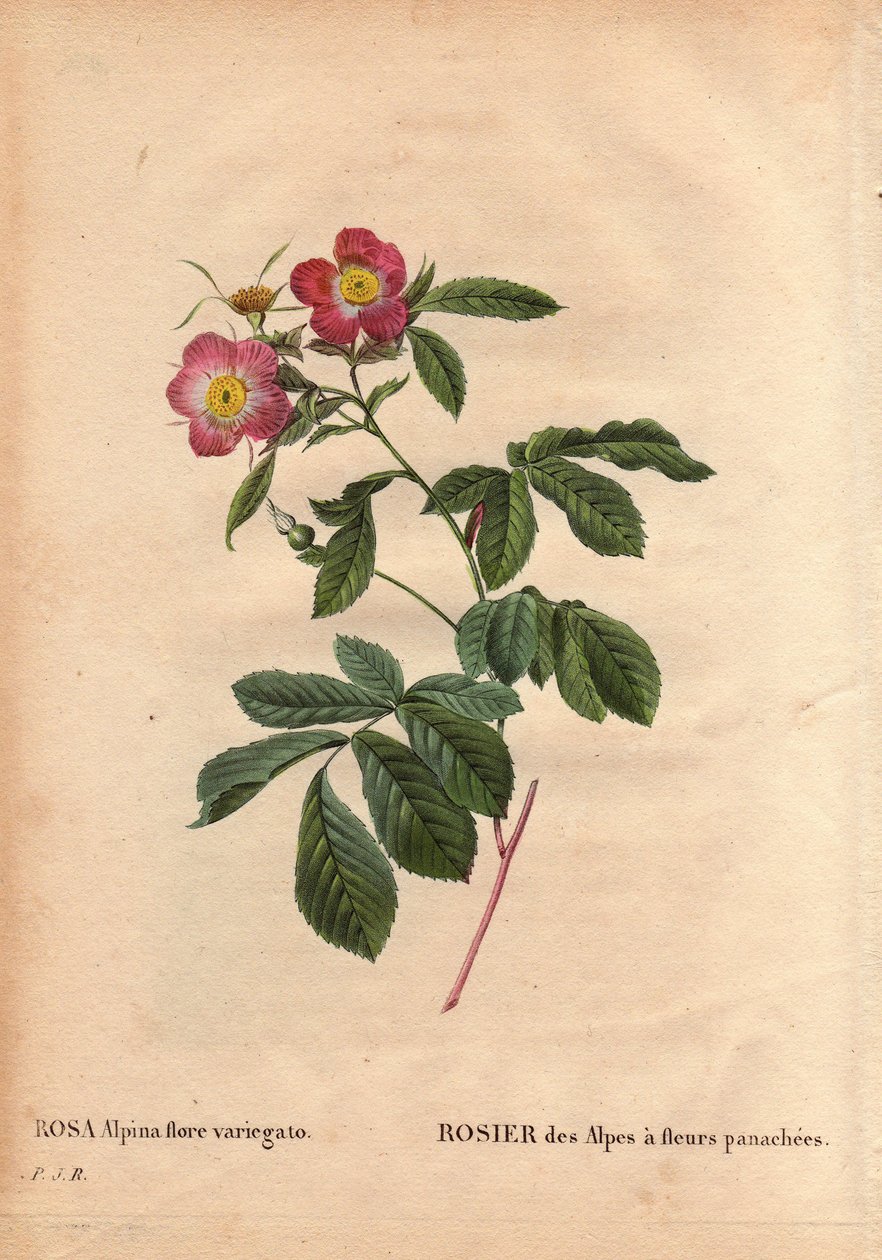 Tavola botanica, fiore, rosa varietà: Rosa alpina flora variegato. Introdotta in Francia intorno al 1813 da Poilpre. In Les Roses, Volume 2 di Pierre Joseph Redoute da Pierre Joseph Redouté