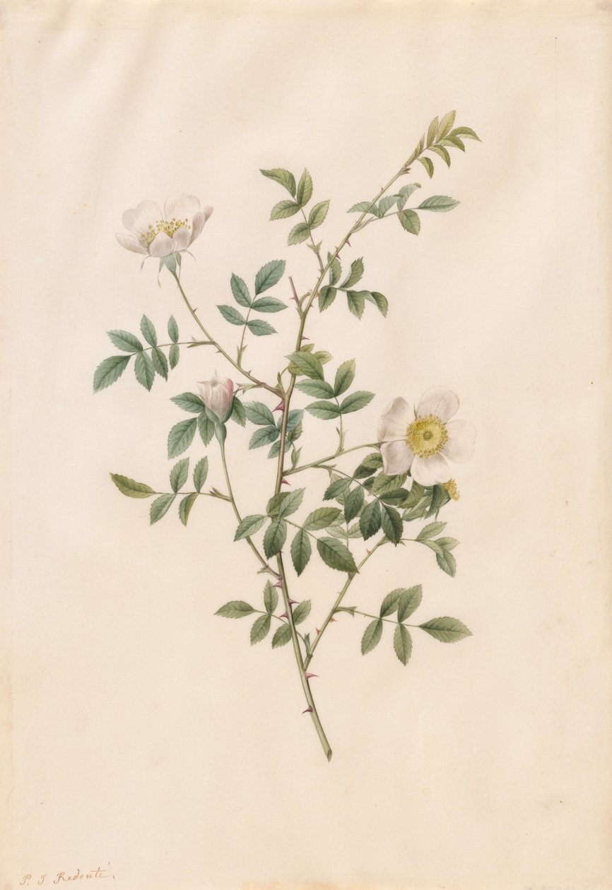 Rosa canina (Rosa Sepium Rosea) da Pierre Joseph Redouté