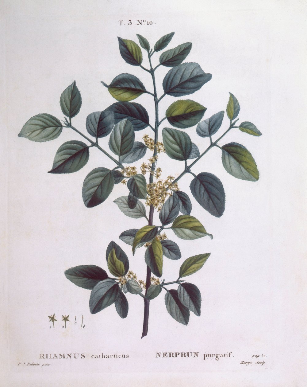 Spino cervino (Rhamnus catharticus), Henry Louis Duhamel du Monceau, tavola botanica di Pierre Joseph Redouté da Pierre Joseph Redouté