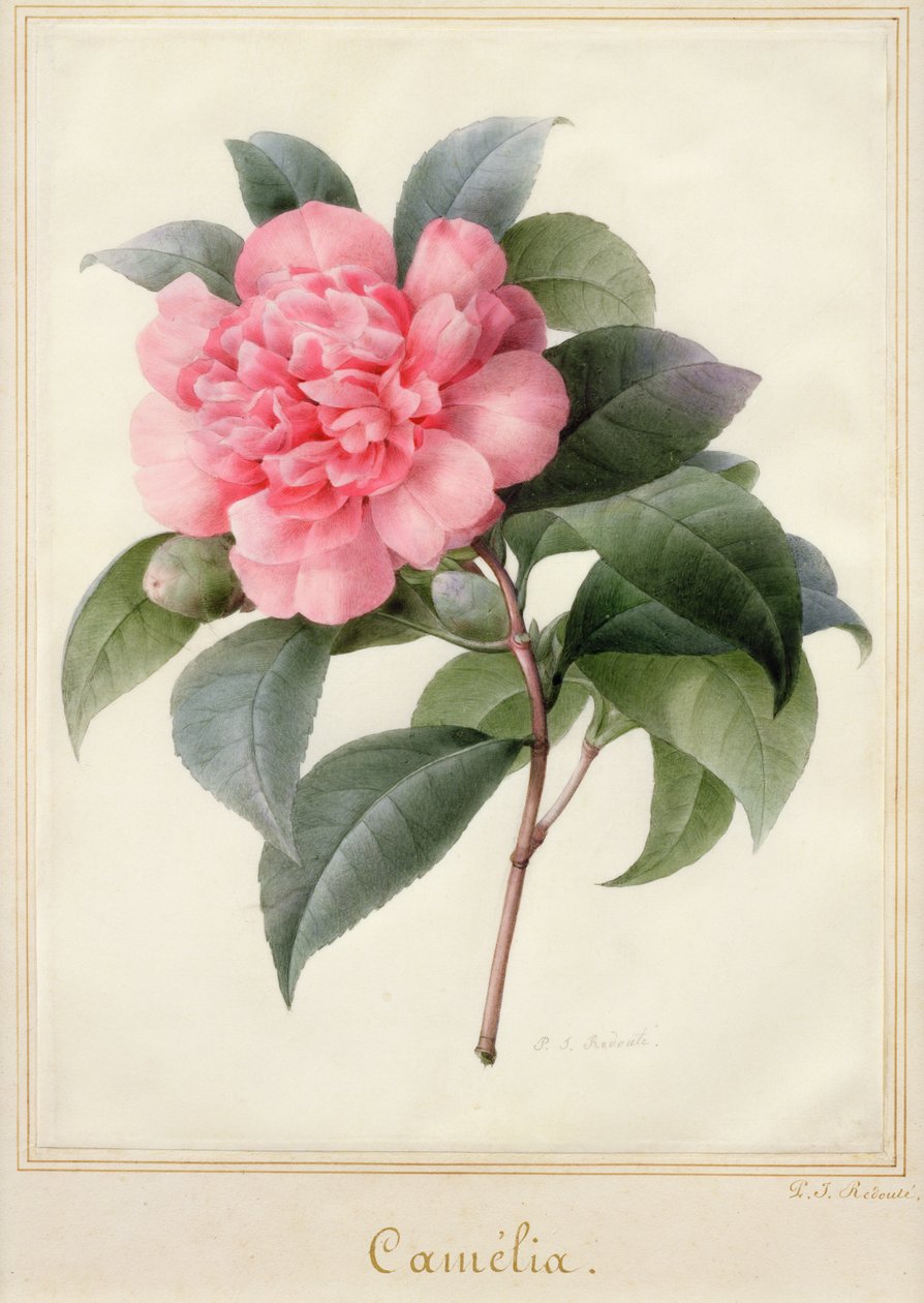 Camelia da Pierre Joseph Redouté