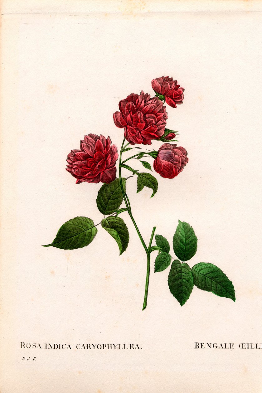 Rosa cinese a garofano, varietà Rosa chinensis. Incisione a puntasecca colorata a mano da “Les Roses” di Pierre Joseph Redoute, Parigi da Pierre Joseph Redouté