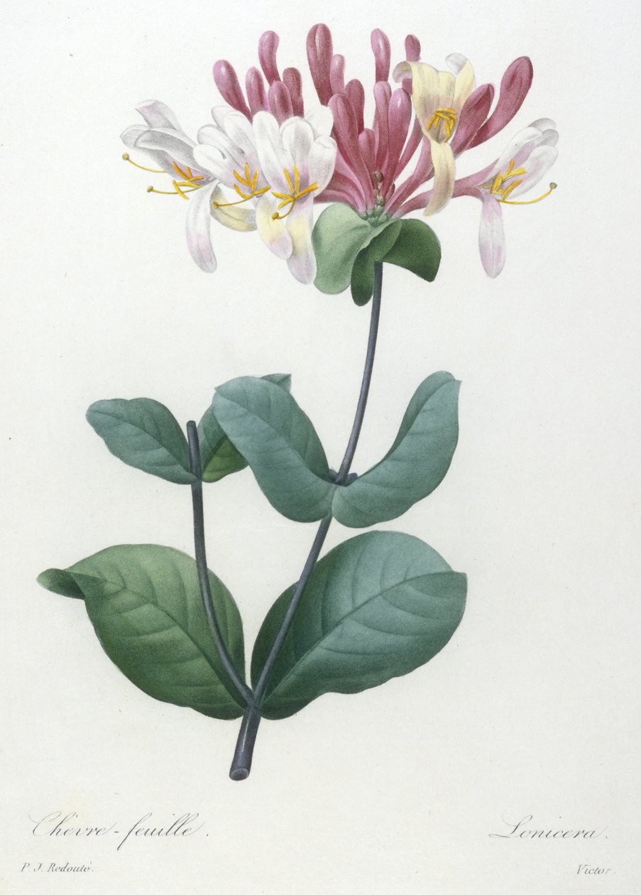 Caprifoglio, da Choix Des Plus Belle Fleurs et des Plus Beaux Fruits, 1827 (incisione a puntasecca colorata a mano) da Pierre Joseph Redouté