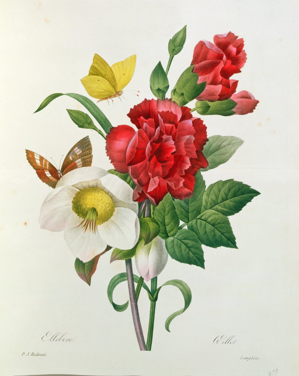 Rosa di Natale, Helleborus niger e Garofano rosso con farfalle, da 