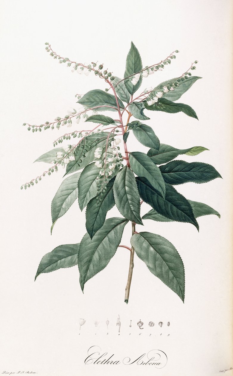 Clethra Arborea da Pierre Joseph Redouté