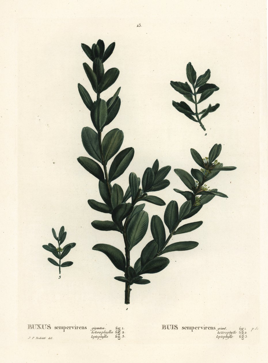 Bosso comune, bosso europeo o bosso, Buxus sempervirens. Incisione a puntasecca colorata a mano da un