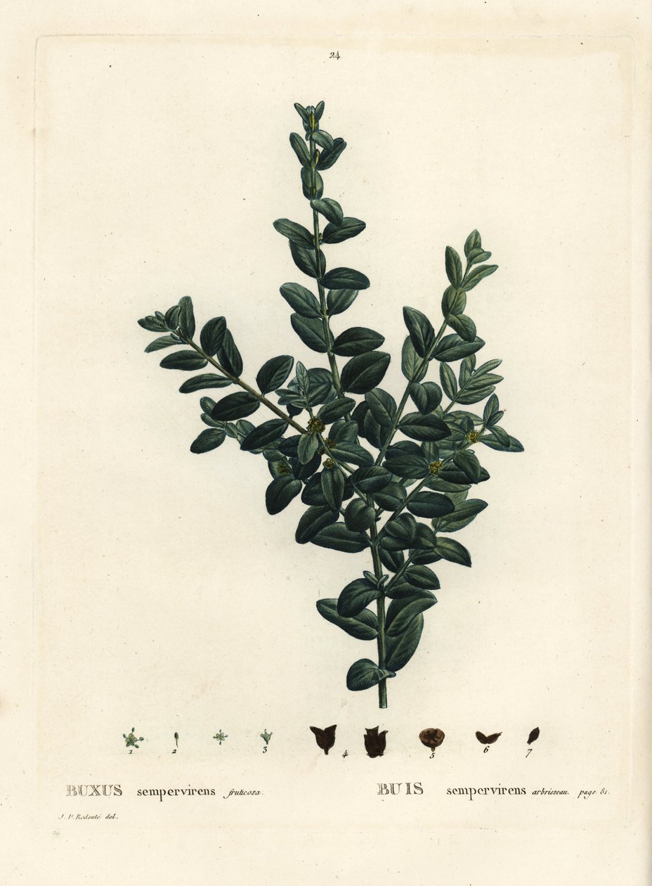 Bosso comune, Bosso europeo o bosso, Buxus sempervirens fruticosa. Incisione a puntasecca colorata a mano da un