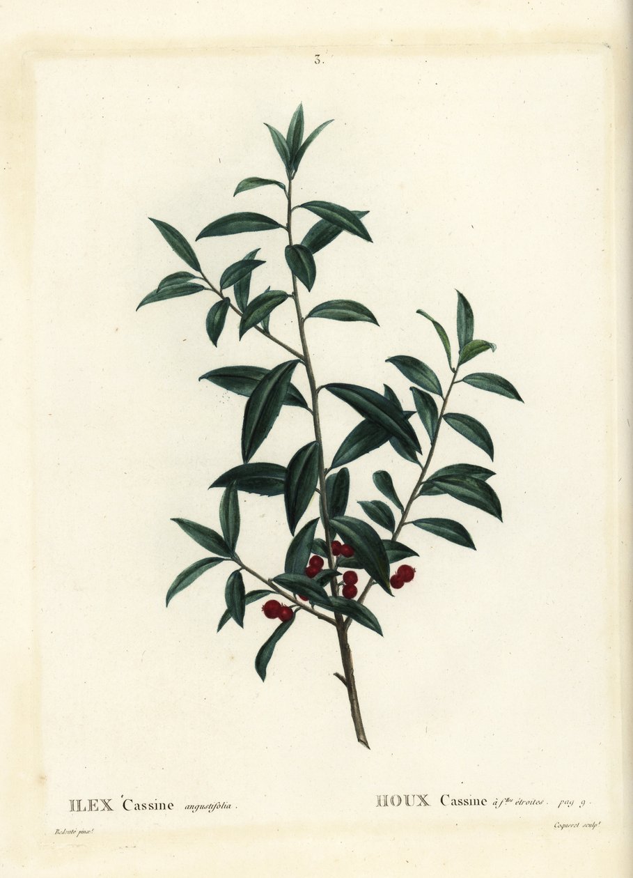 Agrifoglio Dahoon o cassina, Ilex cassine. Incisione a puntasecca colorata a mano di Coqueret da un