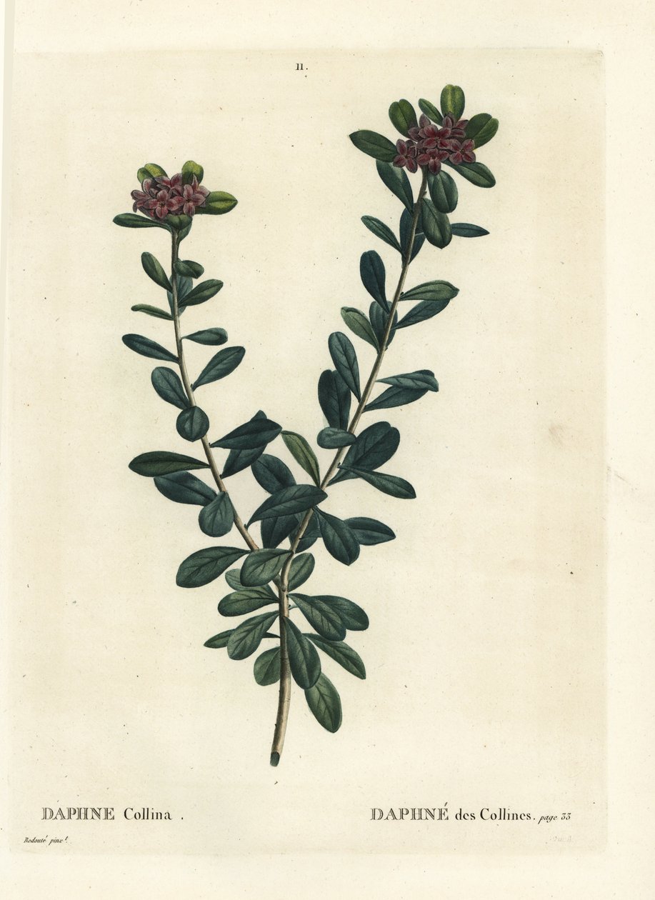 Daphne sericea (Daphne collina). Incisione a puntasecca colorata a mano da un
