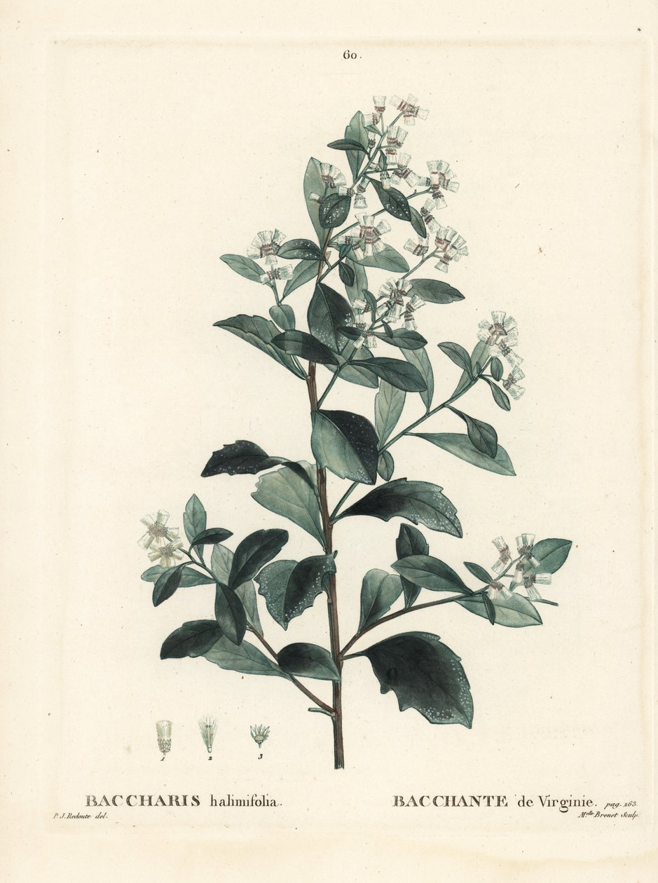 Baccharis orientale, cespuglio di terra, mirto di mare o sale, Baccharis halimifolia. Incisione a puntasecca colorata a mano di Miss Brenet da un
