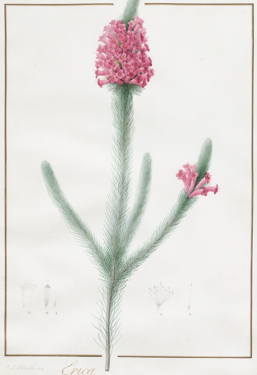 Erica Fulgida da Pierre Joseph Redouté