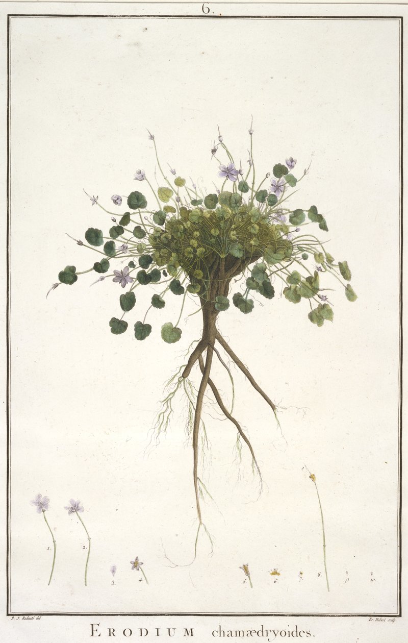 Erodium chamaedryoides, da Geraniologia, seu Erodii, Pelargonii, Monsoniae et Grieli historia iconibus illustrata, 1787-88 (incisione colorata a mano) da Pierre Joseph Redouté